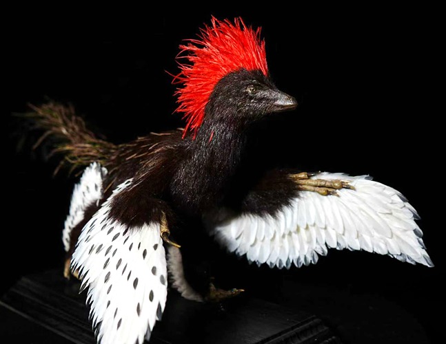 Anchiornis Model Gifted