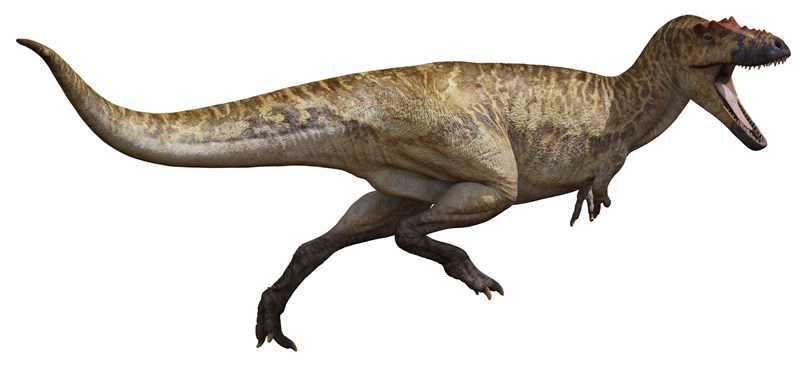 Alioramus