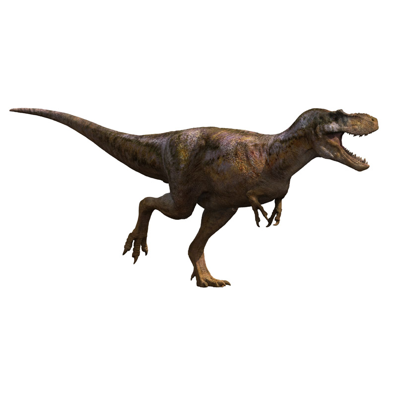 Albertosaurus