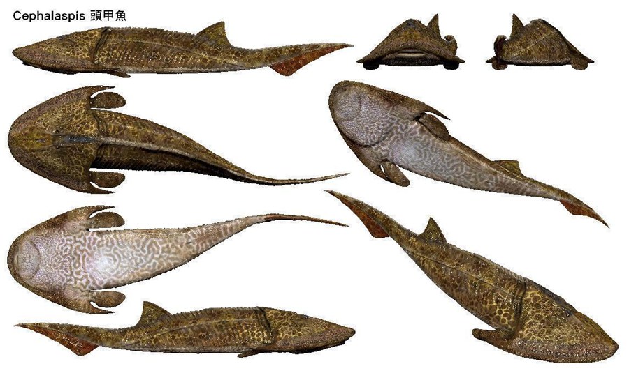 二叠纪早期海洋鱼类